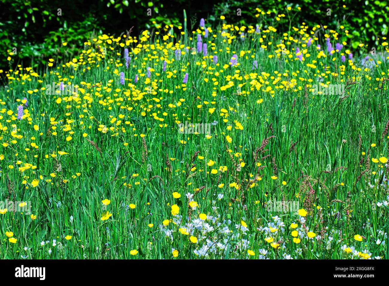 Un prato vibrante pieno di erba verde, fiori selvatici, tazze gialle, colmo e bisturi viola sparsi in tutto il Regno Unito e in Europa Foto Stock