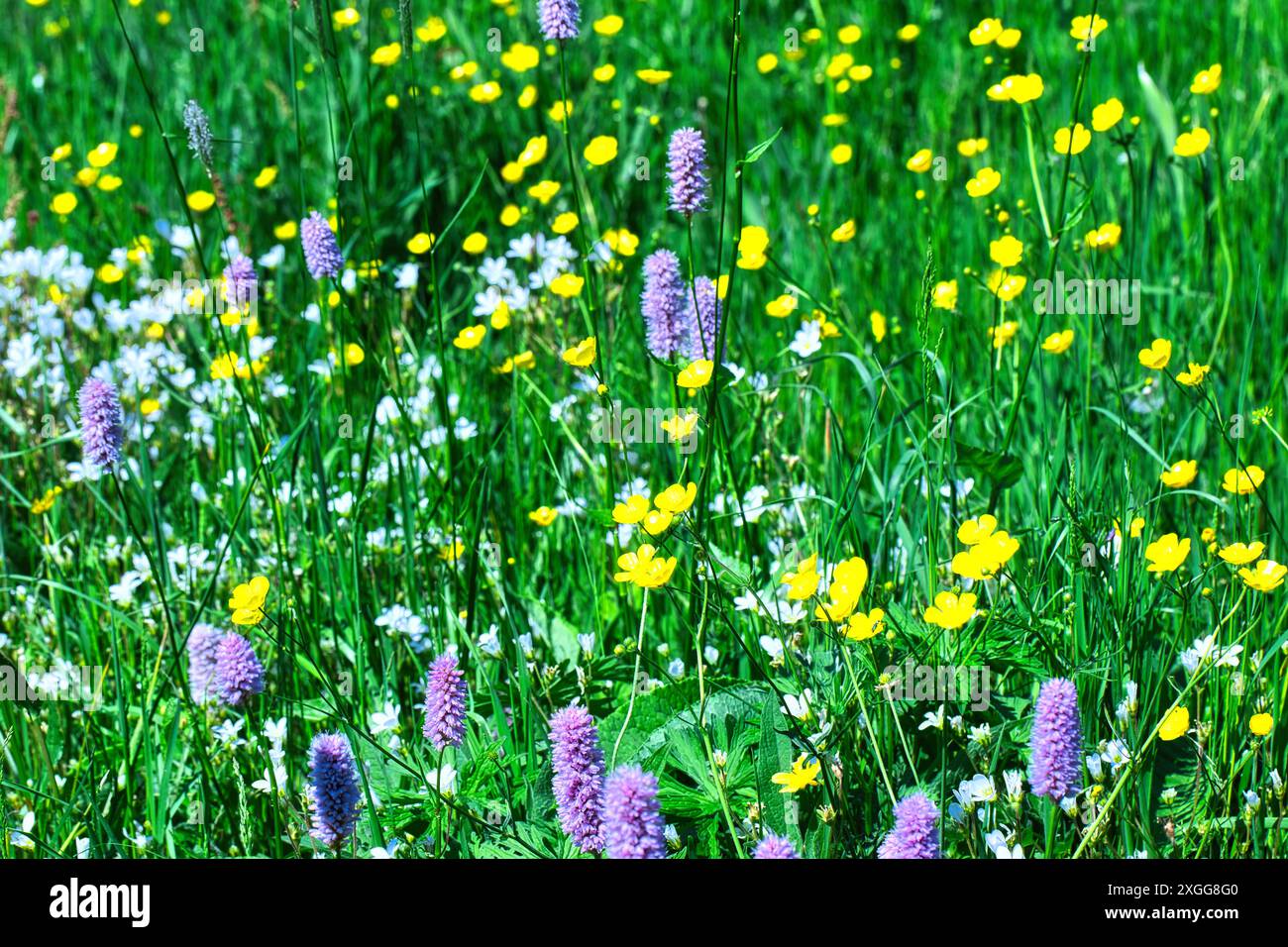 Un vivace prato pieno di vari fiori selvatici, tra cui tazze gialle, margherite bianche e punte di bistorto viola, sullo sfondo di un lussureggiante gre Foto Stock