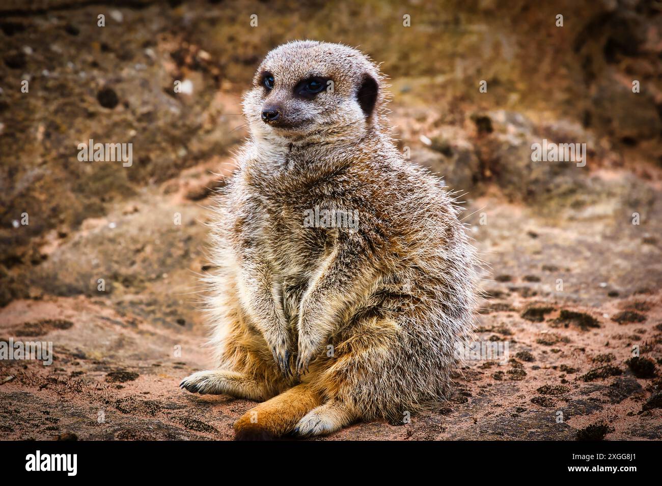 Un meerkat seduto sulle zampe posteriori su un terreno sabbioso con sfondo roccioso, Doncaster, Yorkshire, Inghilterra, Regno Unito, Europa Foto Stock