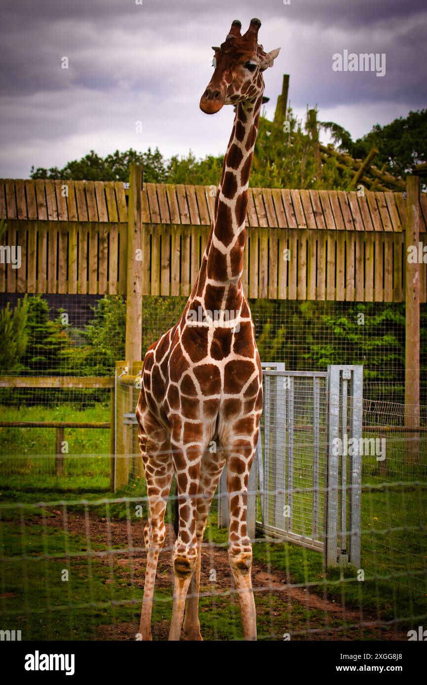 Una giraffa in un recinto di uno zoo con una recinzione di legno e vegetazione sullo sfondo, Doncaster, Yorkshire, Inghilterra, Regno Unito, Europa Foto Stock