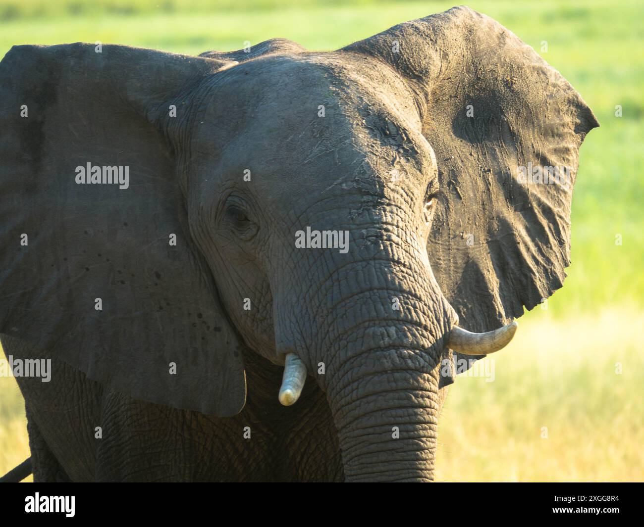 Un singolo elefante cammina nella savana alla ricerca di cibo circondato da vegetazione verde durante la stagione delle piogge. Parco nazionale del Chobe, Botswana, Africa. Foto Stock