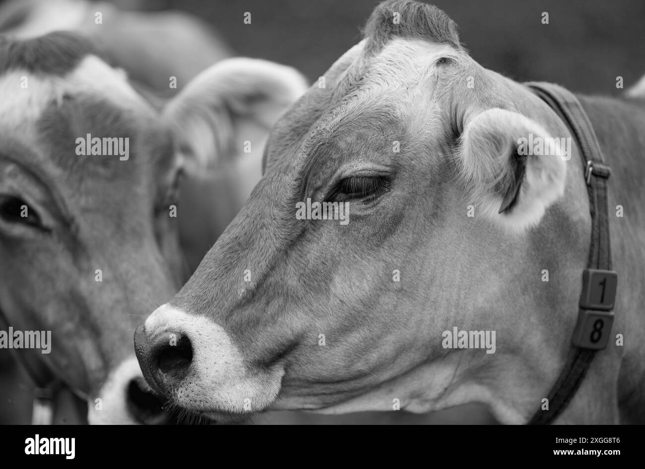 Mucca sul prato. Mucca che pascolava su prato verde. Vacca Holstein. Agricoltura ecologica. Mucche in un campo di montagna. Mucche su un pascolo estivo. Paesaggio idilliaco con mandria Foto Stock