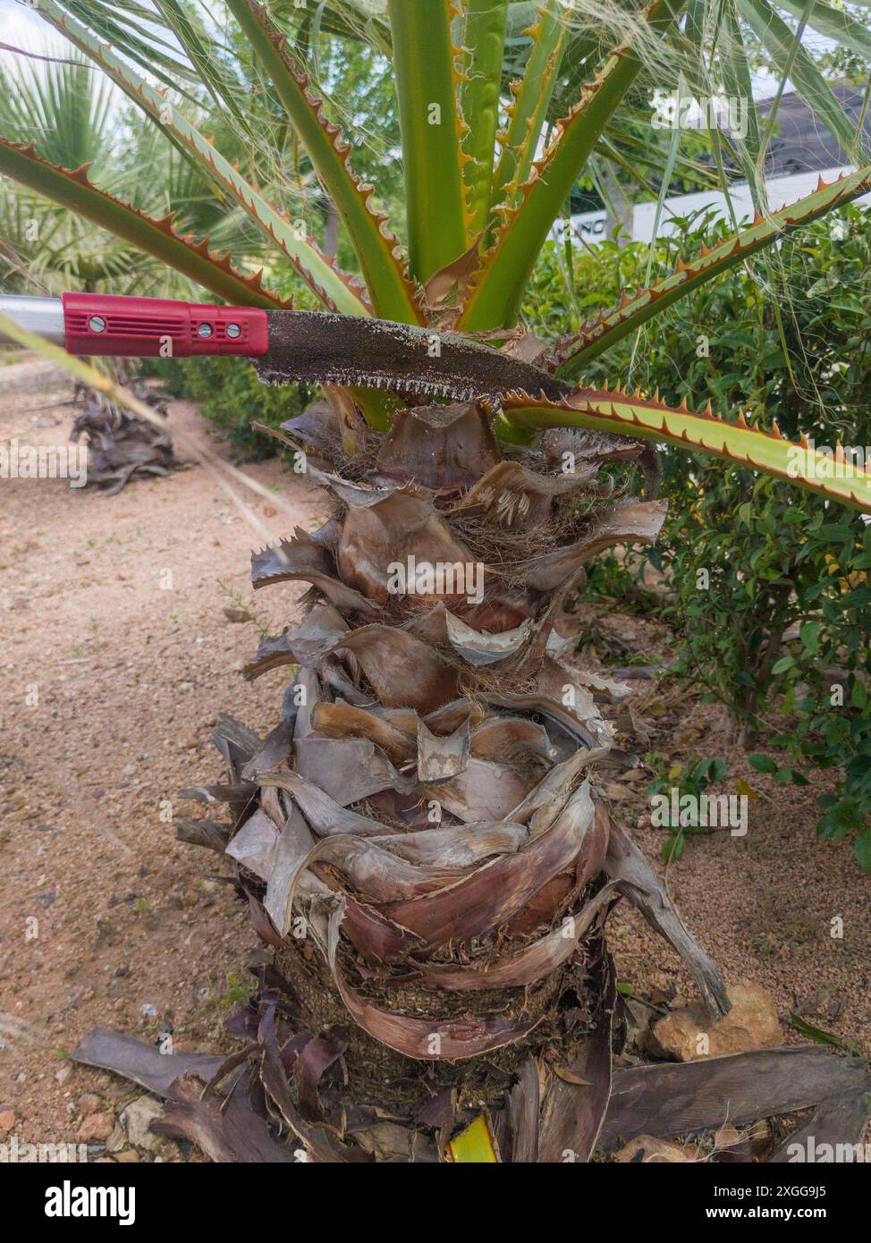 Potatura di palme con sega a mano a palo estensibile. Potatura nelle attività di giardinaggio in quota Foto Stock