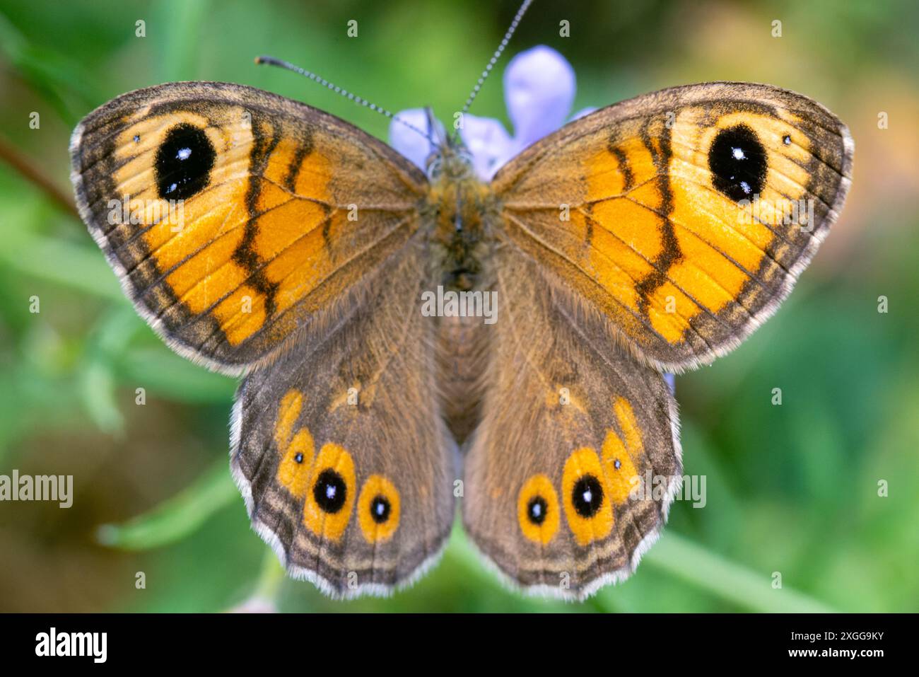 Farfalla Lasiommata maera su fiore Foto Stock