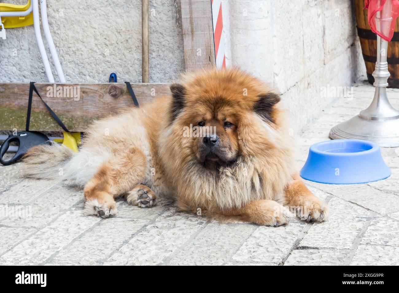 Un Chow Chow Dog giaceva all'ombra in Croazia Foto Stock