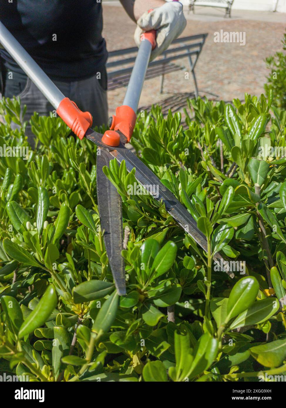 Rifinitura delle siepi del pittosporum con le forbici telescopiche per tagliasiepi. Attività di rifilatura in giardino Foto Stock