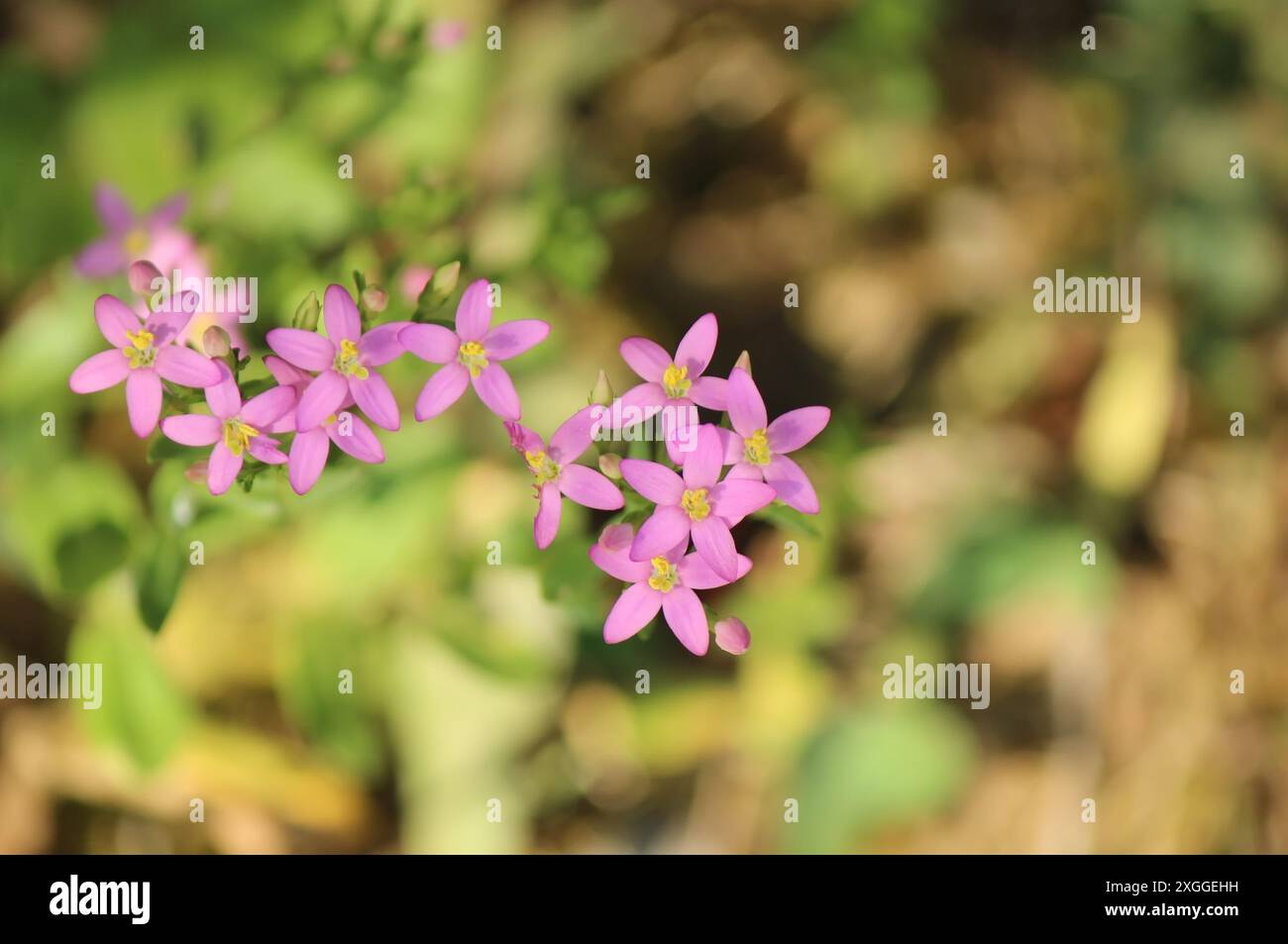 Fiore centaurico comune (Centaurium erythraea) Foto Stock