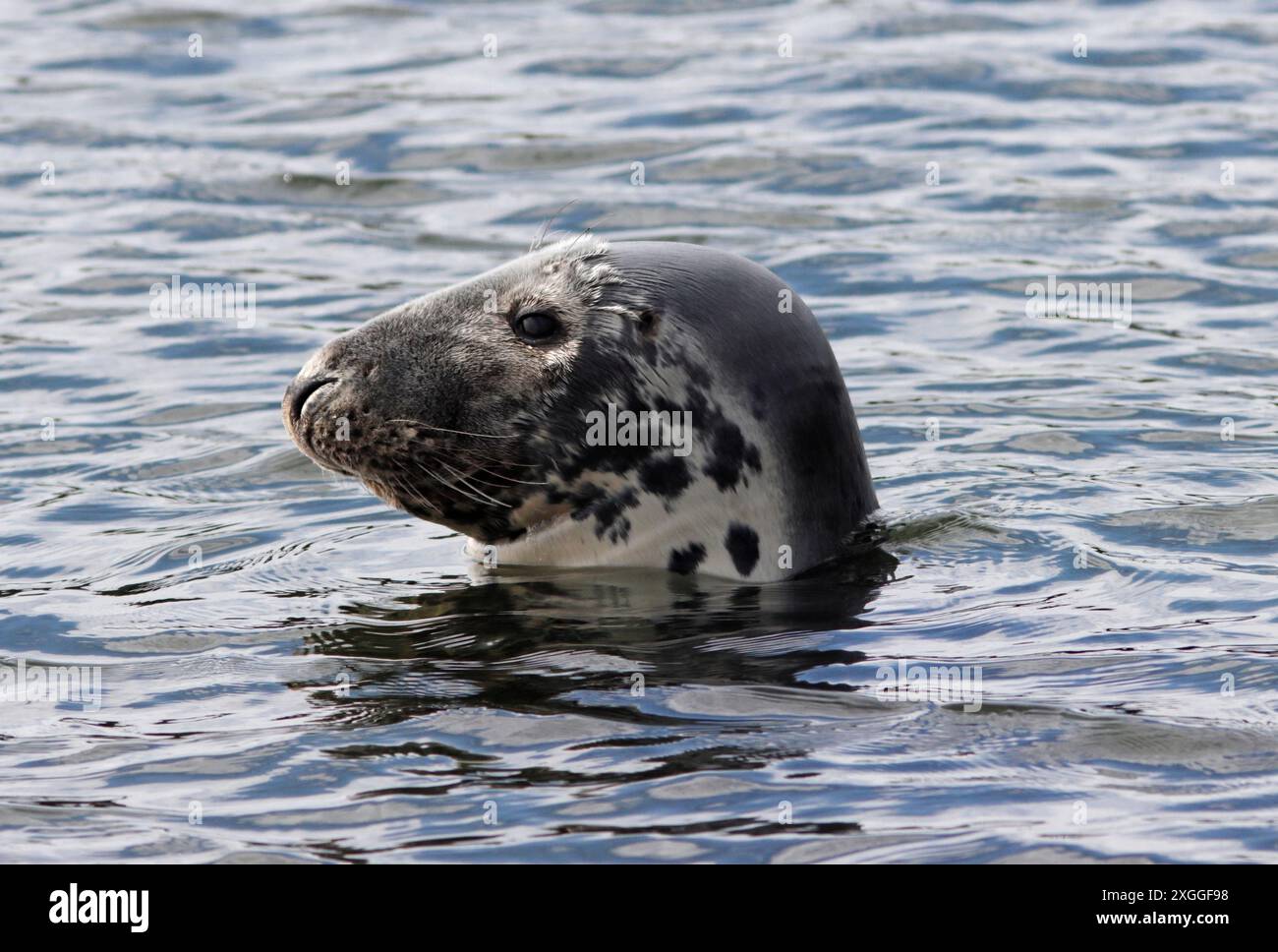 GUARNIZIONE GRIGIA (Halichoerus grypus) con profilo "Roman nose", Regno Unito. Foto Stock