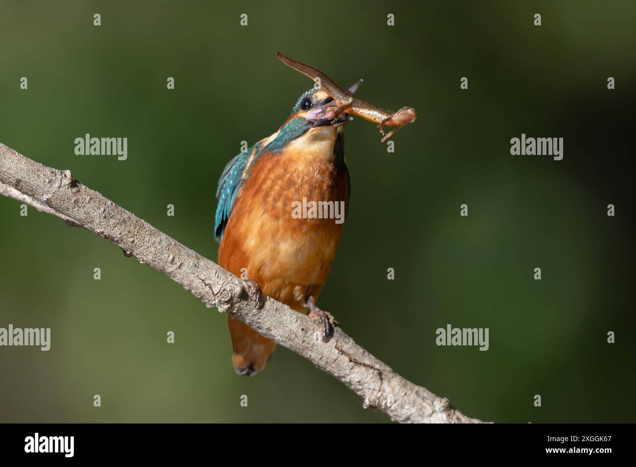 Eisvogel Alcedo atthis Ein Eisvogelmännchen Hat einen Molch gefangen und schleudert diesen im Schnabel umher, bevor er ihn verschlingen kann., Ambra Toscana Italien *** il Kingfisher Alcedo atthis Un kingfisher maschio ha preso un newt e lo sta sparando nel becco prima di inghiottirlo , Ambra Toscana Italia Foto Stock