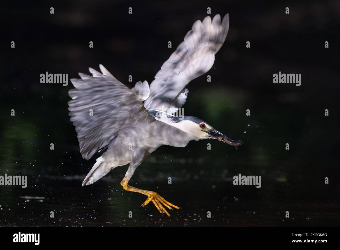 Nachtreiher Nycticorax nycticorax Ein Nachtreiher Hat einen Molch gefangen und fliegt mit der Beute ans Ufer., Ambra Toscana Italien *** airone notturno Nycticorax nycticorax Un airone notturno ha catturato un noce e vola sulla riva con la sua preda , Ambra Toscana Italia Foto Stock