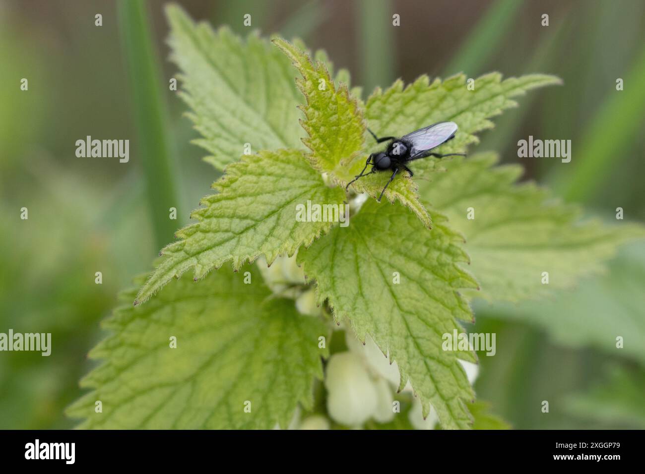 Hawthorn Fly sedeva su una pianta di White Deadnettle. Contea di Durham, Inghilterra, Regno Unito. Foto Stock