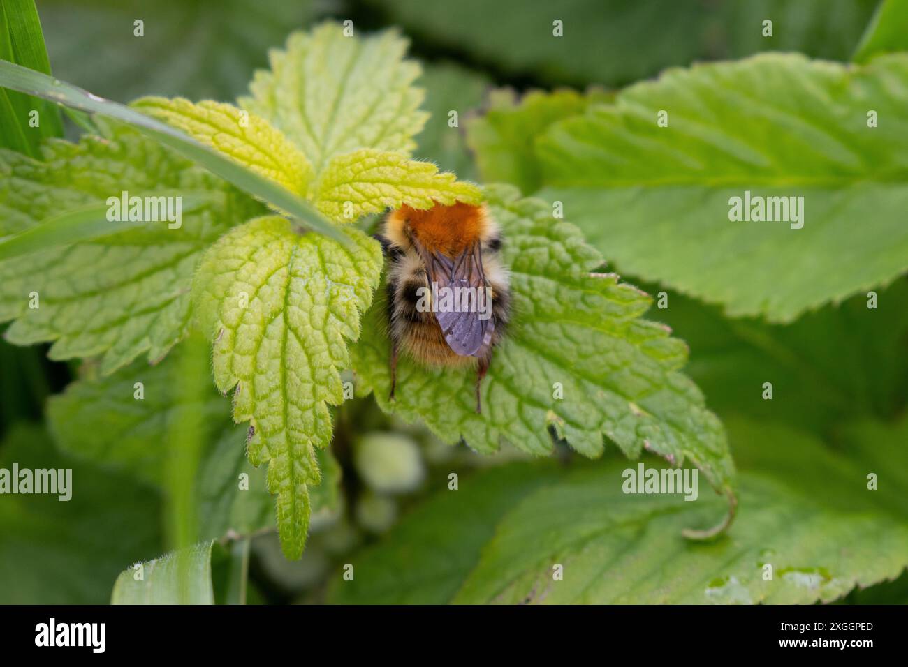 Carder Bumblebee che si nutre da White Dead Nettles. Contea di Durham, Inghilterra, Regno Unito. Foto Stock