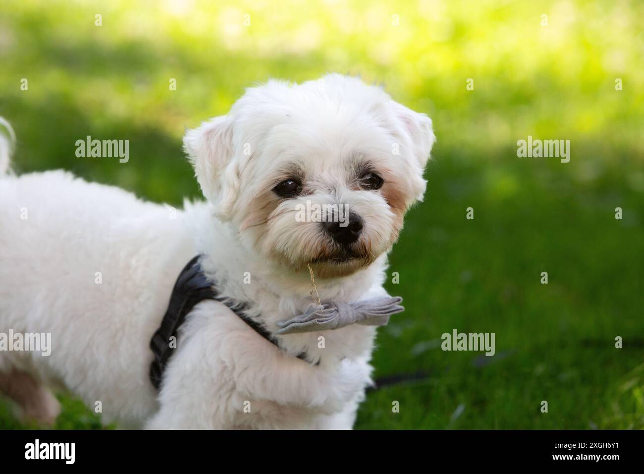 Adorabile piccolo cane bianco con una cravatta sull'erba verde, che aggiunge fascino all'evento nuziale Foto Stock
