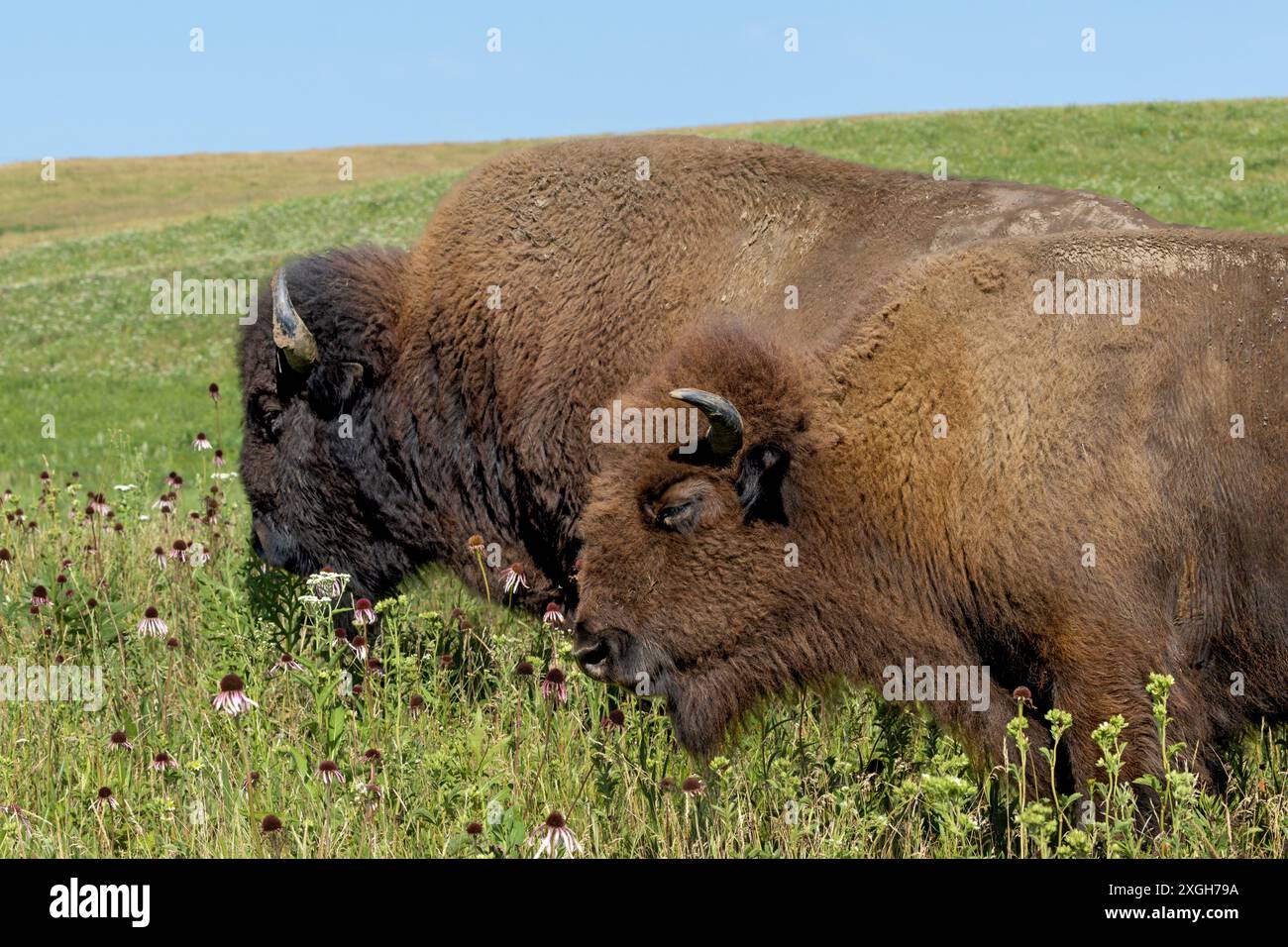 Due bisonti pascolano su fiori selvatici in una vasta prateria. Il cielo blu e i campi verdi sono lo sfondo. Foto Stock Due bisonti pascolano su fiori selvatici in una vasta prateria. Il cielo blu e i campi verdi sono lo sfondo. Foto Stock