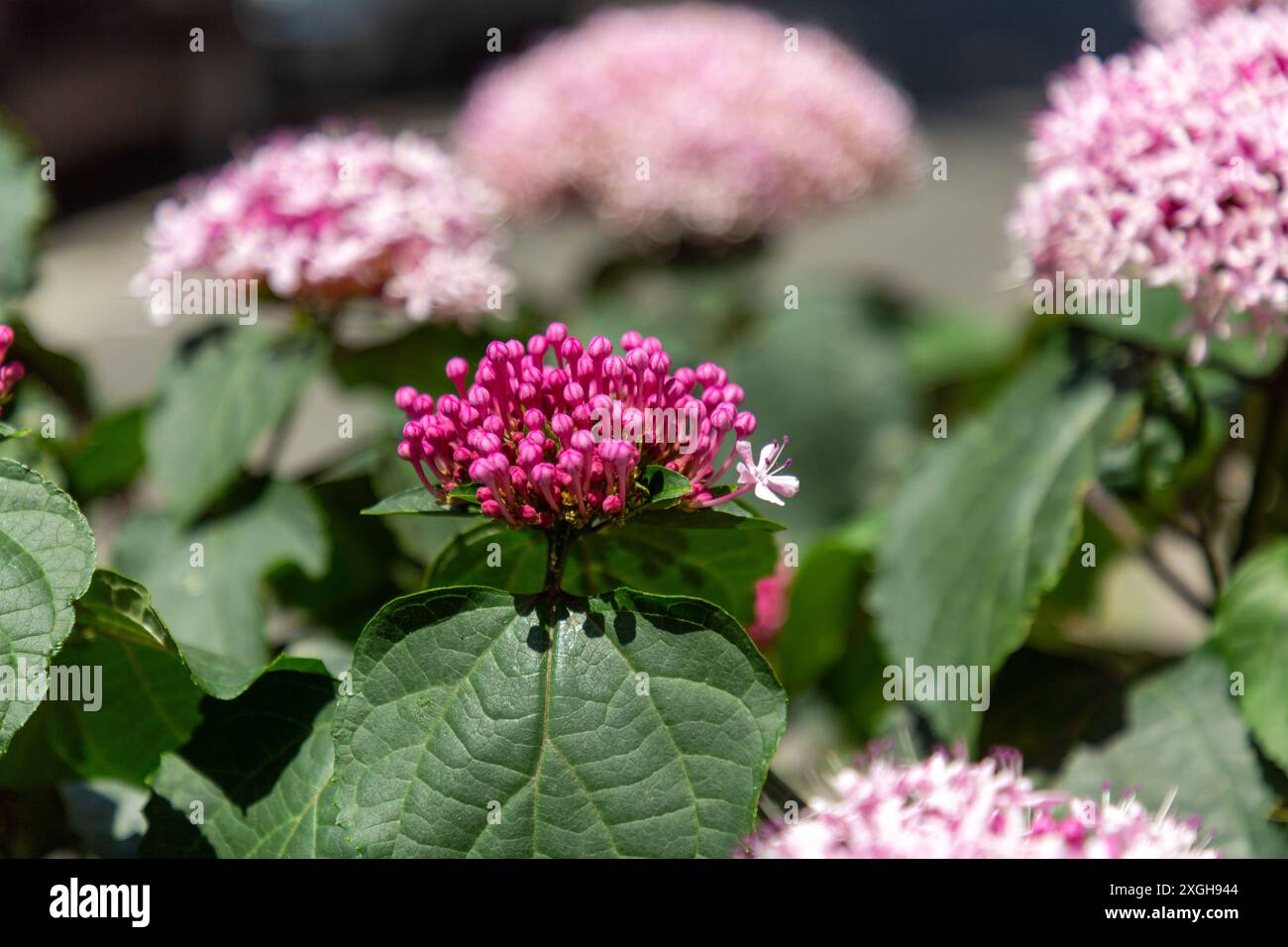 Il Clerodendrum bungei, comunemente noto come bower gloria di rose, fiore di gloria o ortensie messicane, è una specie di pianta in fiore della famiglia delle ortiche letali, L Foto Stock