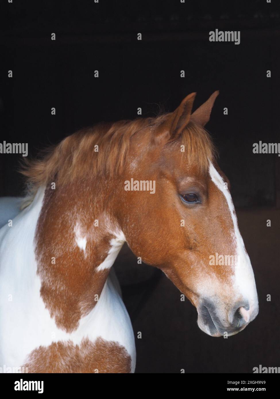 Un colpo alla testa di un bel cavallo scacchiato su uno sfondo nero stabile. Foto Stock