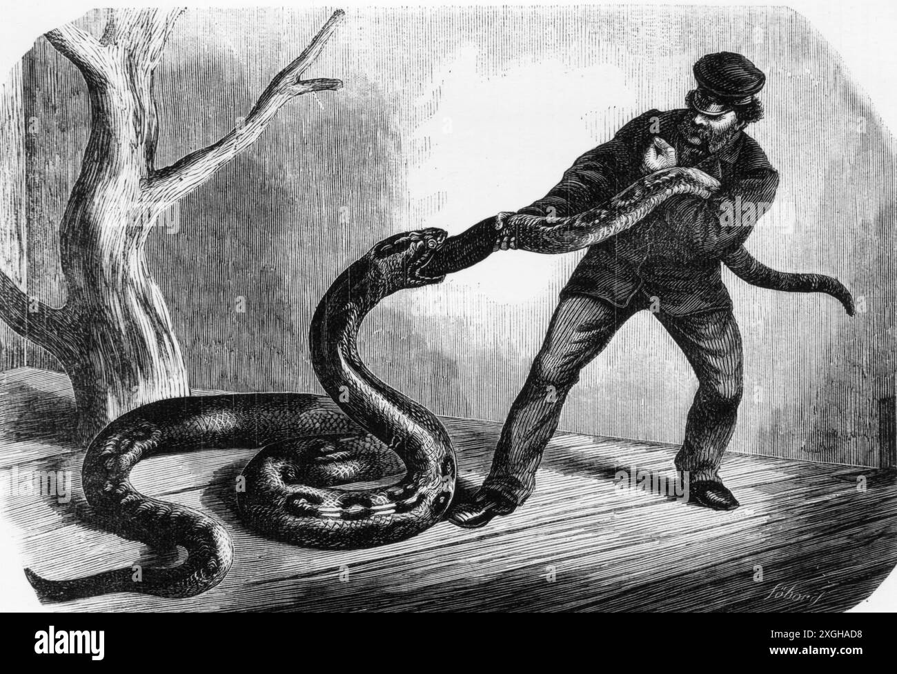 Zoologia / animali, rettili, serpenti, boa mangiare altri boa, incisione legno, circa 1870, ULTERIORI DIRITTI-CLEARANCE-INFO-NOT-AVAILABLE Foto Stock