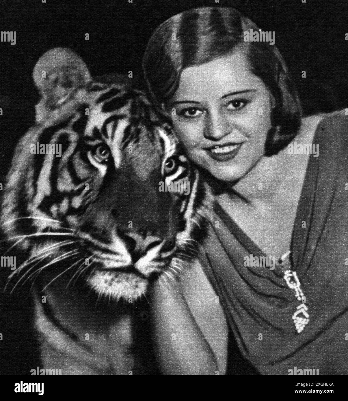 circo, dressage, Cilly the Tigerbride, Circus Krone, carta collezionabile, 1930S, ULTERIORI-DIRITTI-CLEARANCE-INFO-NON-DISPONIBILI Foto Stock