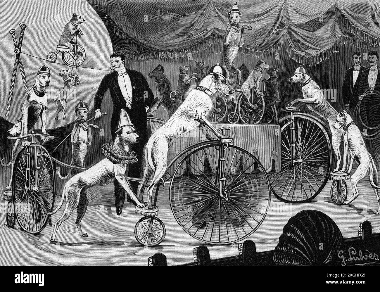 circo, dressage, cani che cavalcano velocipedes, atto di Bardling Novelly, Berlino, IL COPYRIGHT DELL'ARTISTA NON DEVE ESSERE AUTORIZZATO Foto Stock