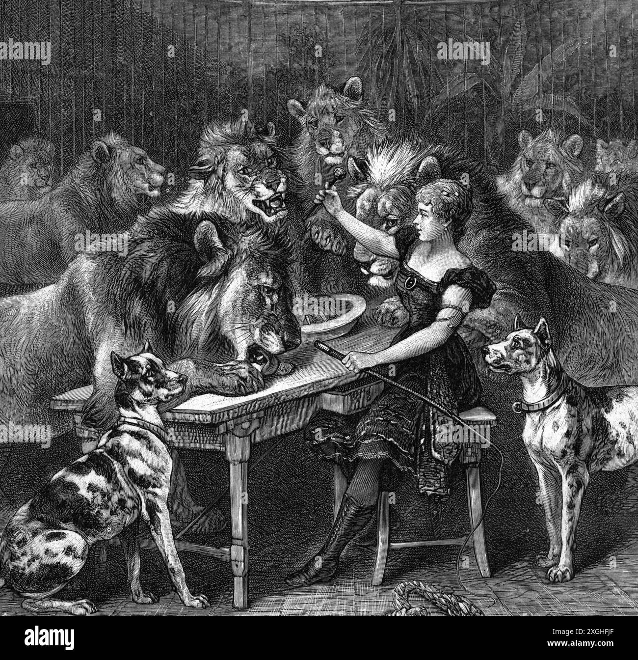 circo, dressage, "pasto africano", adattato da disegno di Friedrich Specht (1839 - 1909), incisione in legno, COPYRIGHT DELL'ARTISTA NON DEVE ESSERE CANCELLATO Foto Stock