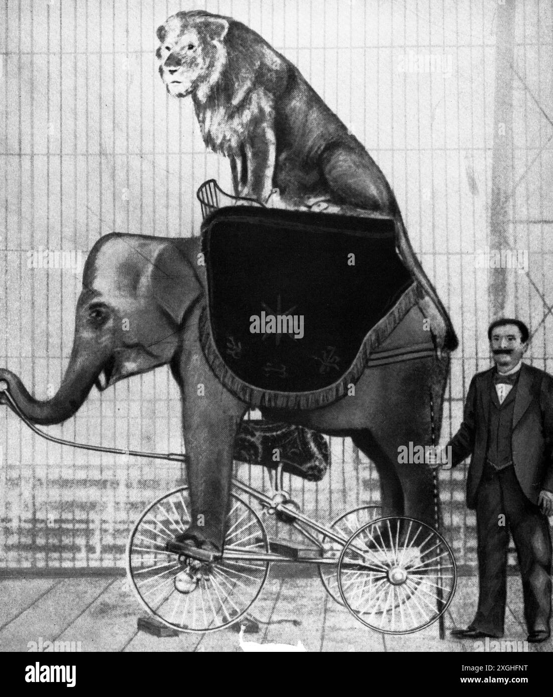 circo, dressage, elefante pedalante con leone sul dorso, di Wilhelm Philadelphia (1854 - 1921), ADDITIONAL-RIGHTS-CLEARANCE-INFO-NOT-AVAILABLE Foto Stock