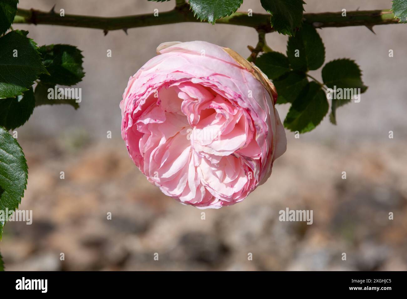 Rose Pierre de Ronsard, Eden Foto Stock