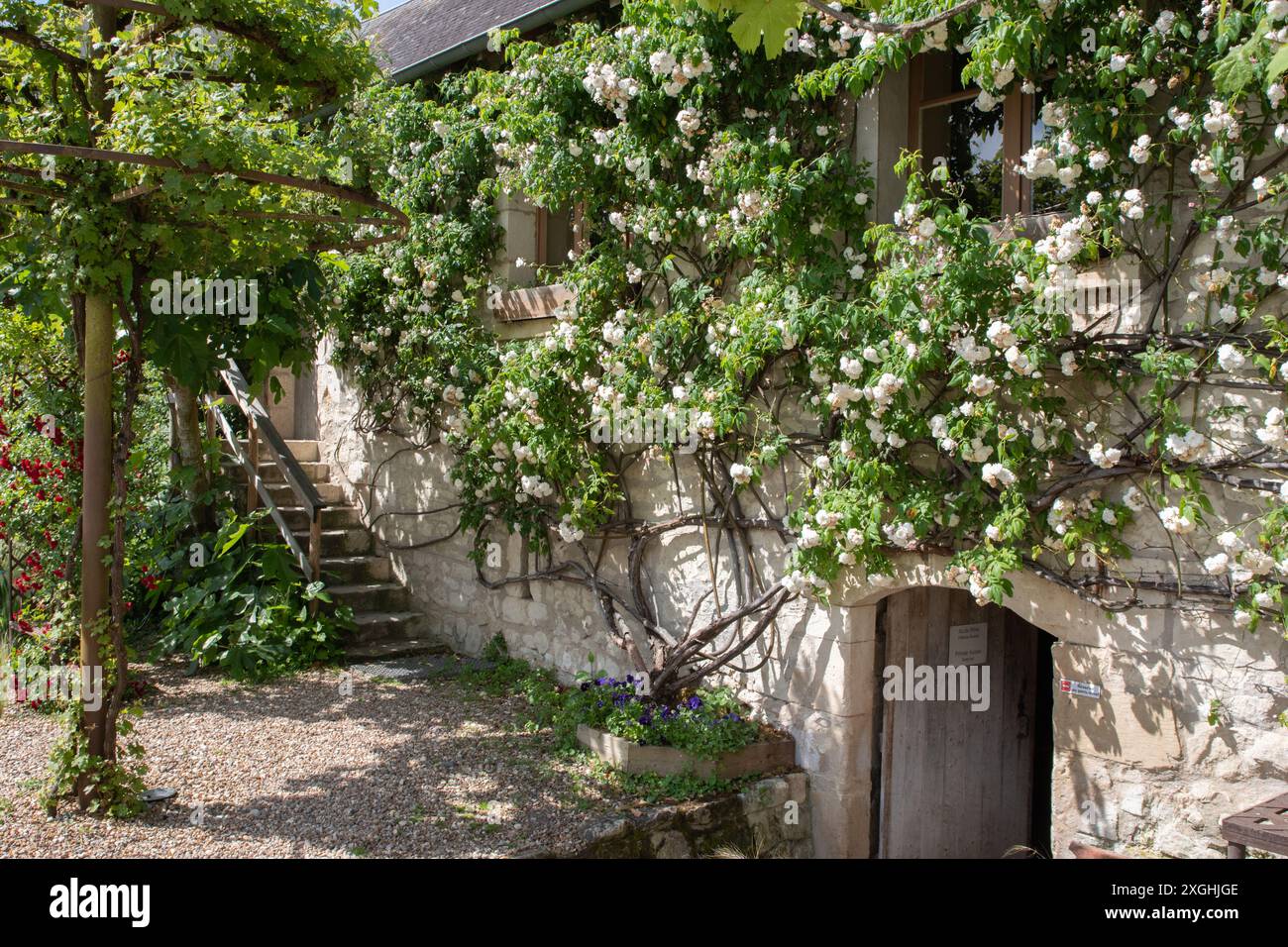 Edificio esterno Château du Rivau, con rosa bianca per arrampicata Foto Stock