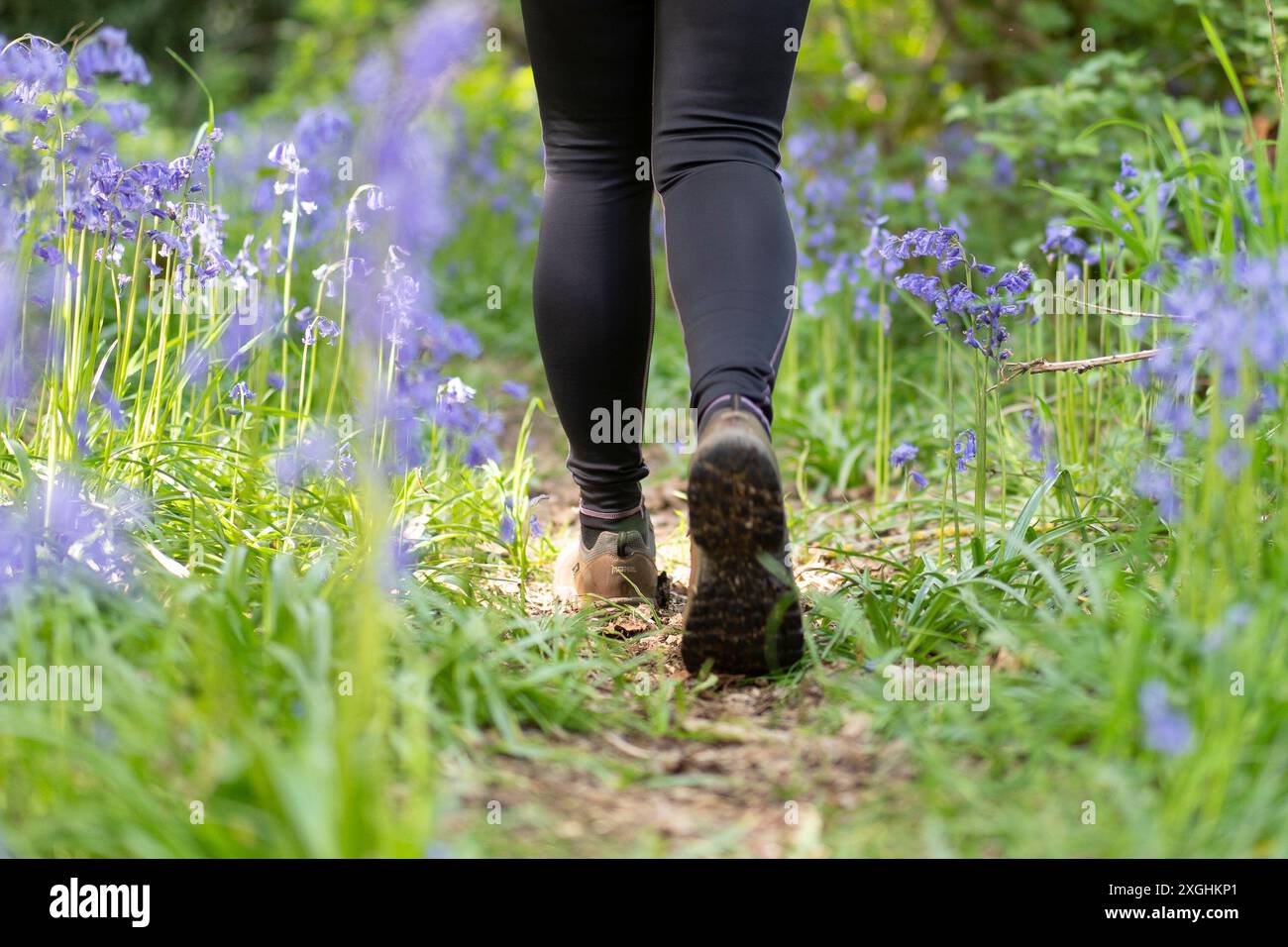 Vista posteriore ravvicinata dei piedi e della parte inferiore delle gambe di una donna (in leggi neri stretti) che camminano attraverso un legno di campanello del Regno Unito. Foto Stock