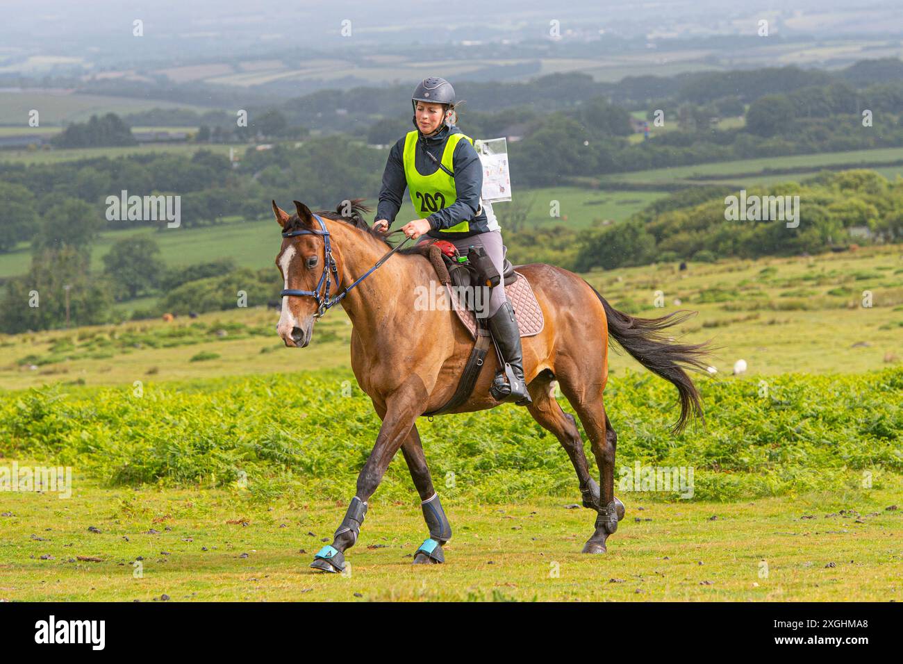 Cavaliere Endurance in gara a Dartmoor, Regno Unito Foto Stock