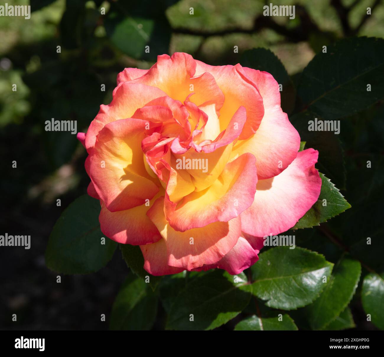 Rosa Roberto Alagna Foto Stock