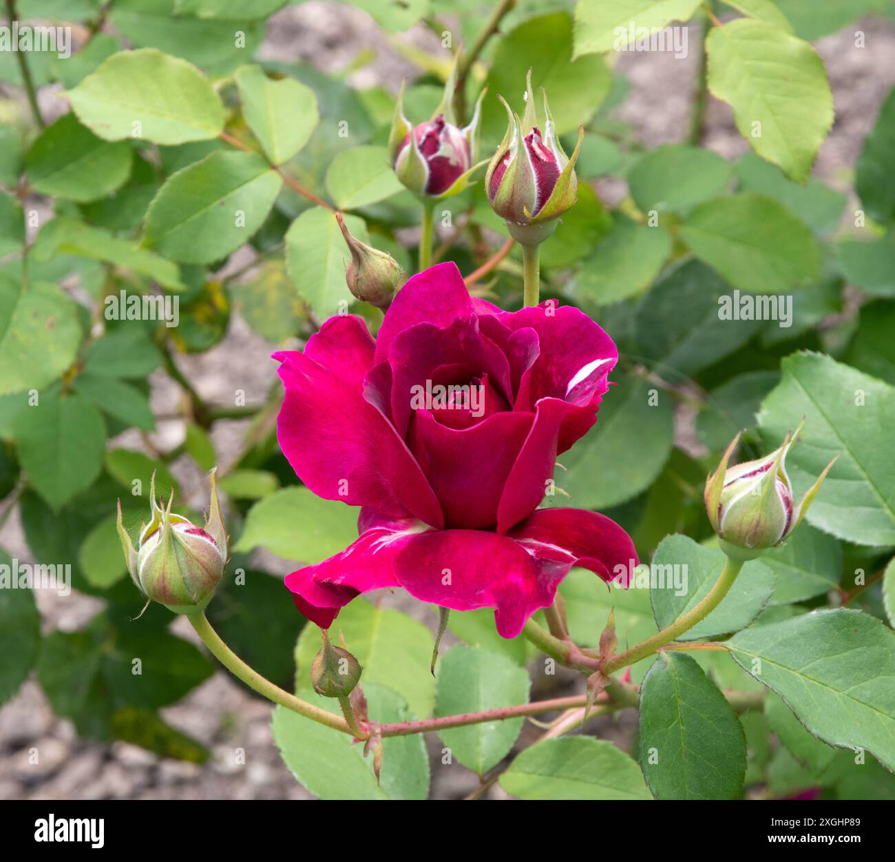 Rosa Falstaff, gemma di apertura Foto Stock