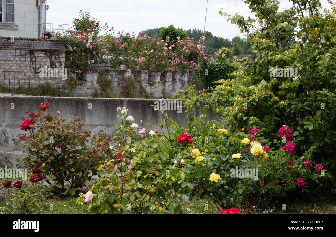 Roseto Henri Dutilleux a Candes St Martin Foto Stock