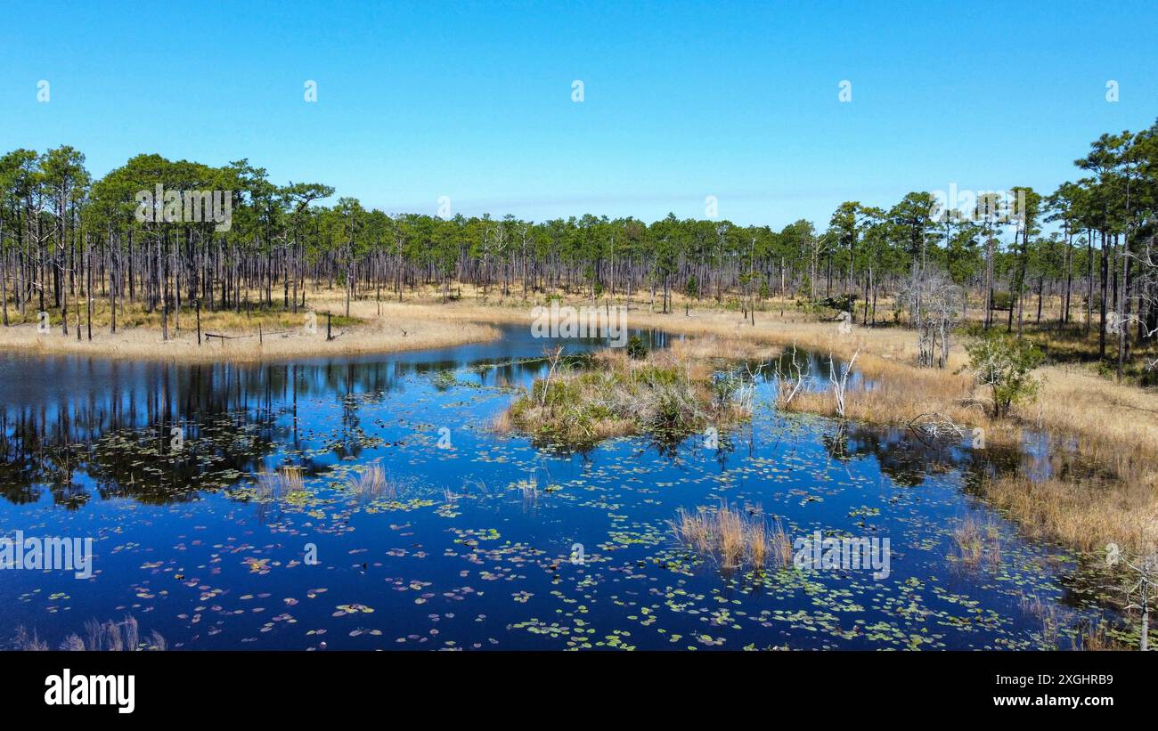 Vista aerea dello stagno di Patsy e di una savana di pini nella Croatan National Forest, North Carolina Foto Stock