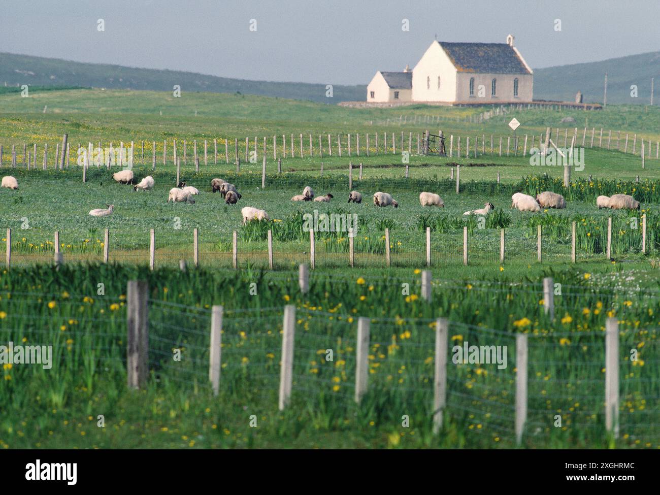 Croftland a South Uist con pascolamento di pecore dalla faccia nera, letti di Iris con bandiera gialla e chiesa, Ebridi esterne, Scozia, maggio 1985 Foto Stock