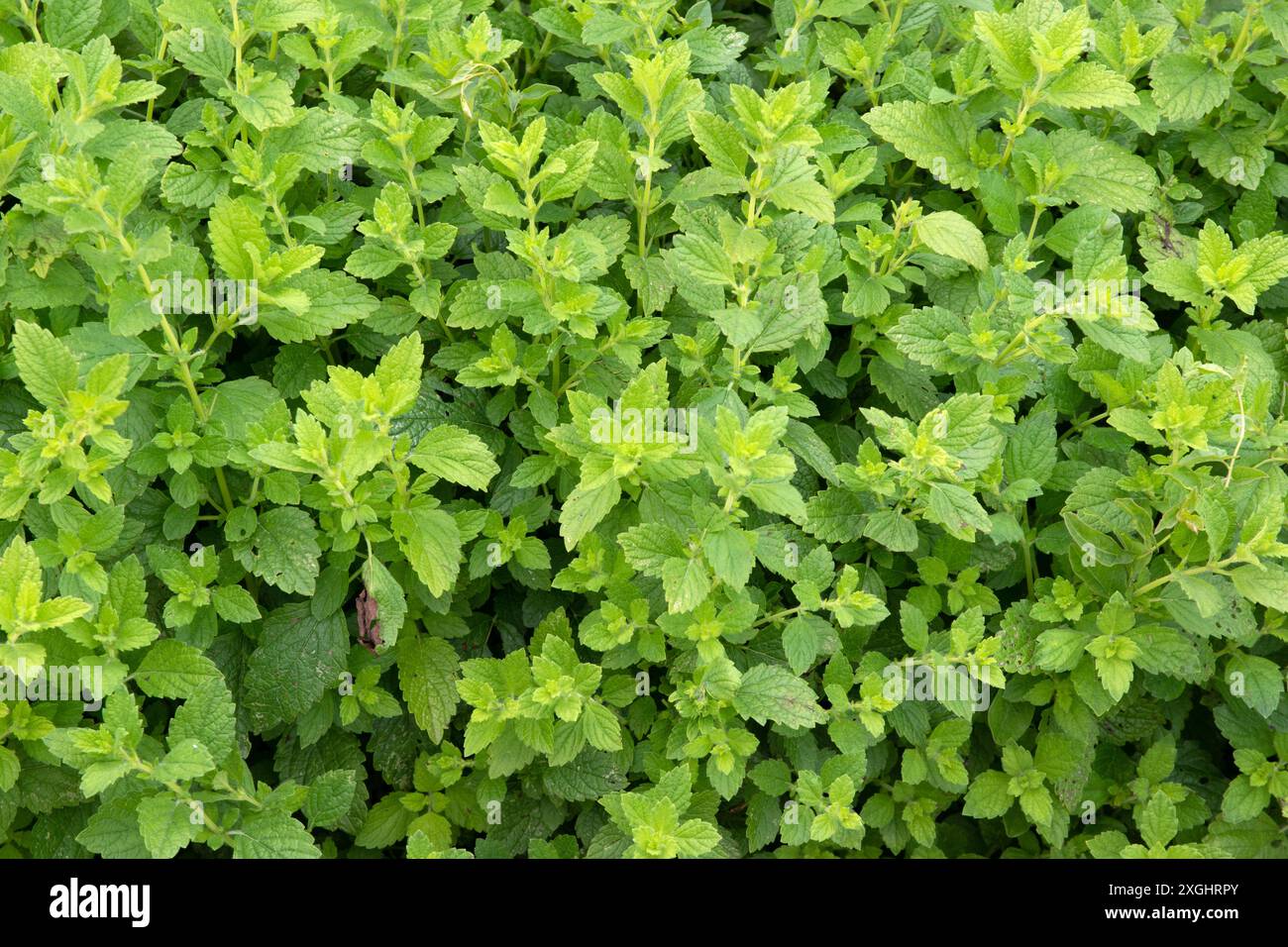 Balsamo di limone, Melissa officinalis Foto Stock