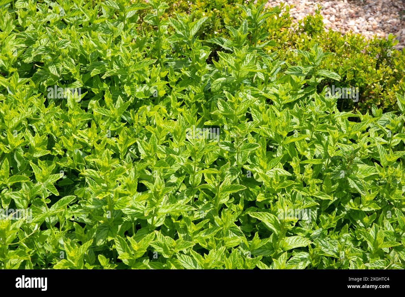 Menta verde, Mentha spicata Foto Stock