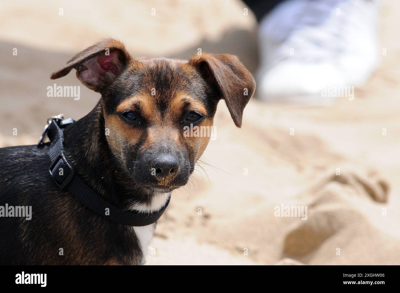 Cane a Swansea Beach. Foto Stock