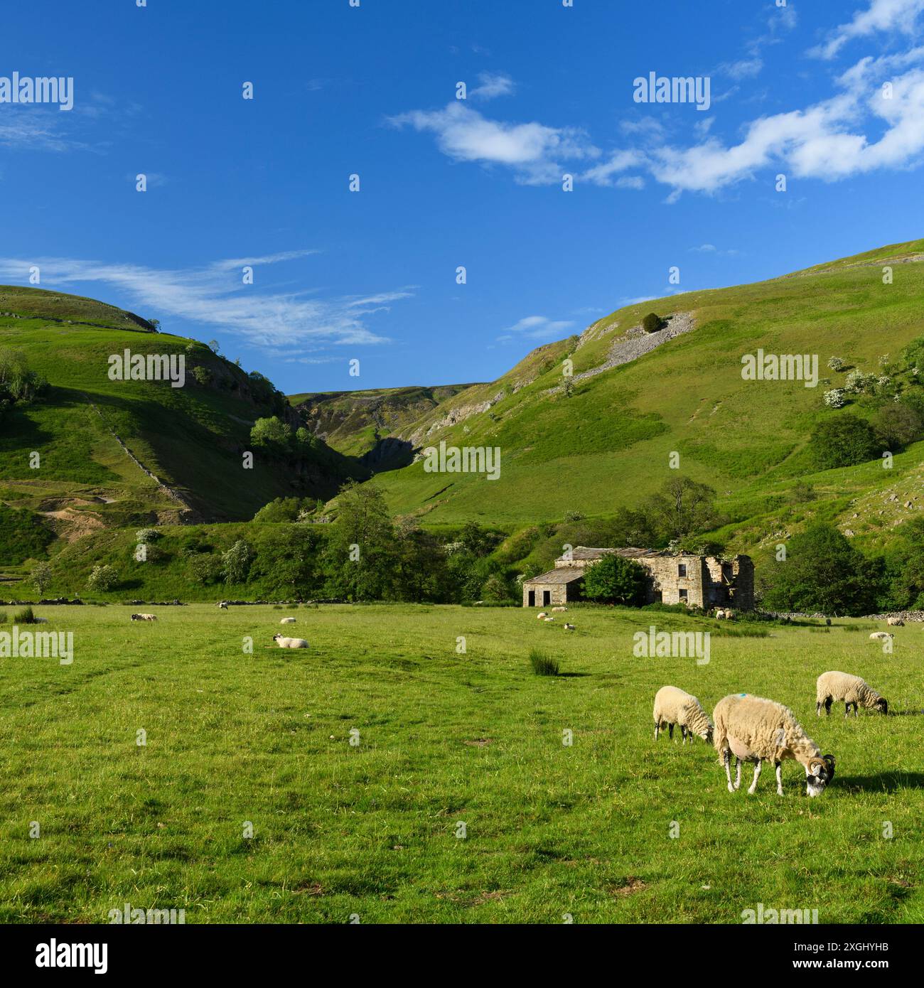 Pittoresca Swaledale (rovina di case in pietra, stretta valle tributaria, pascolo di pecore, pascoli agricoli, cielo blu) - nr Muker, Yorkshire Dales, Inghilterra Regno Unito. Foto Stock