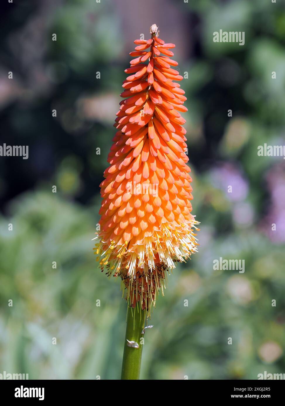 Tritomea, giglio di fiaccole, Schopf-Fackellilie, tritome à longues grappes, Kniphofia uvaria, fürtös fáklyaliliom, Budapest, Ungheria, Magyarország, Europa Foto Stock