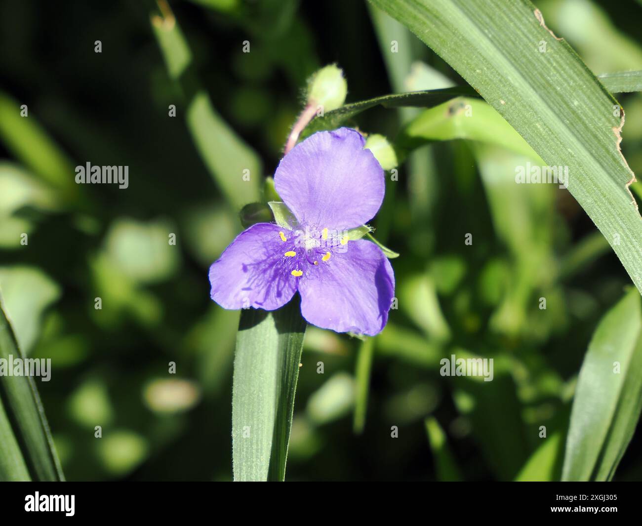 Inchplant, Dreimasterblumen, Tradescantia x andersoniana, kerti pletyka, Ungheria, Magyarország, Europa Foto Stock