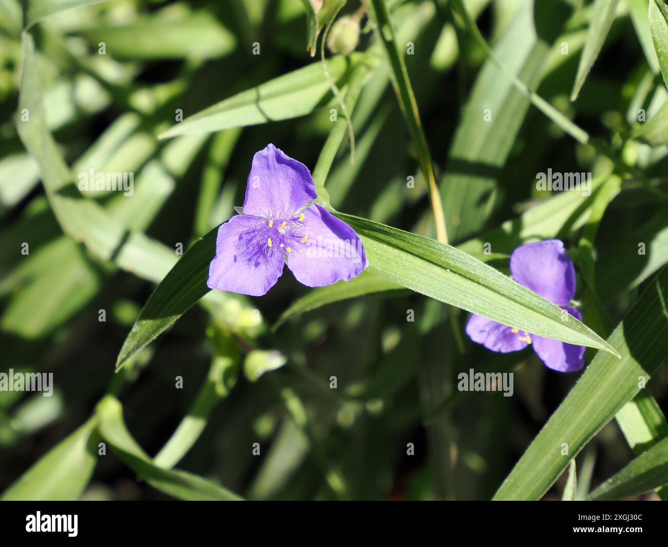 Inchplant, Dreimasterblumen, Tradescantia x andersoniana, kerti pletyka, Ungheria, Magyarország, Europa Foto Stock
