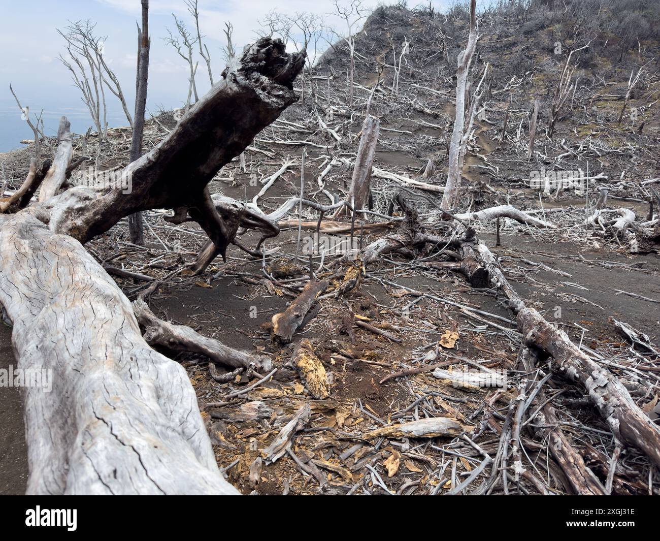 Paesaggio di alberi morti su terreno marrone. Tema del cambiamento climatico Foto Stock