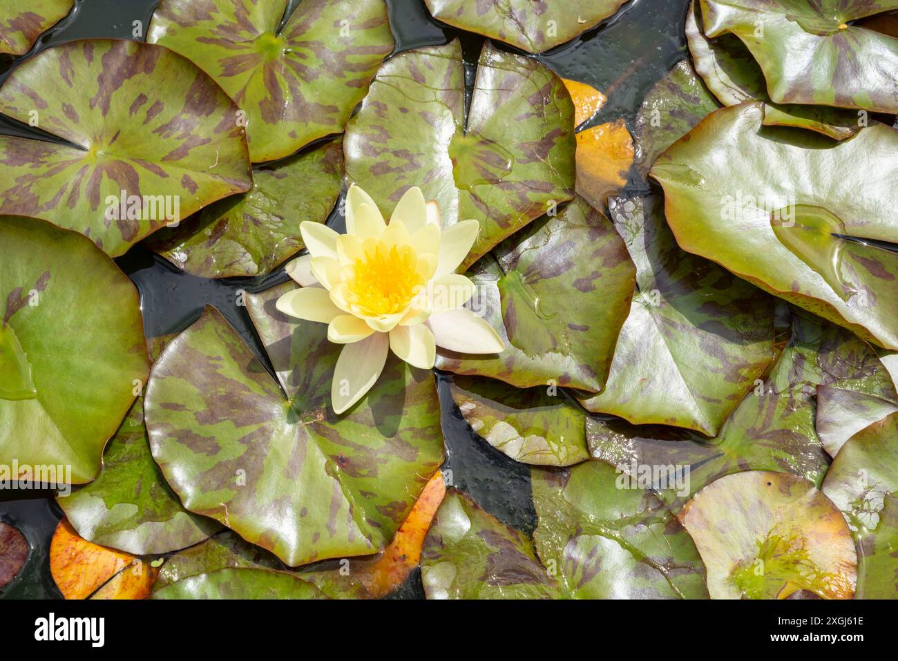 Giglio giallo e ninfee su un piccolo laghetto di Osborne House Gardens Isola di Wight Inghilterra Regno Unito Europa Foto Stock