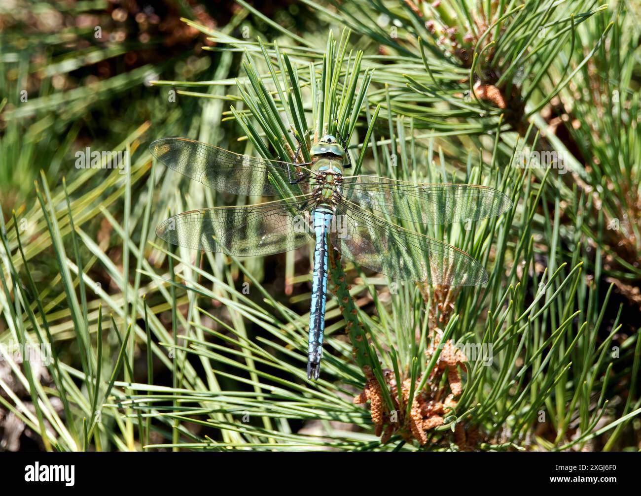imperatore libellula, imperatore blu, Große Königslibelle, Anax empereur, Anax imperator, óriás szitakötő, Budapest, Ungheria, Magyarország, Europa Foto Stock