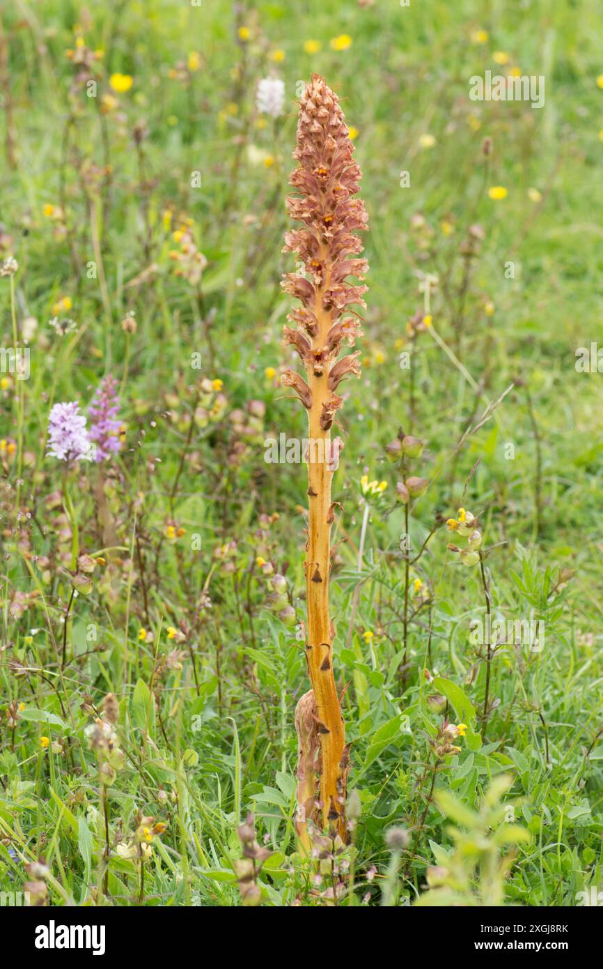 Knapweed Broomrape, Orobanche elatior, grande punta a fiore singolo alto su Noar Hill, Selborne, Hampshire, Regno Unito, giugno Foto Stock
