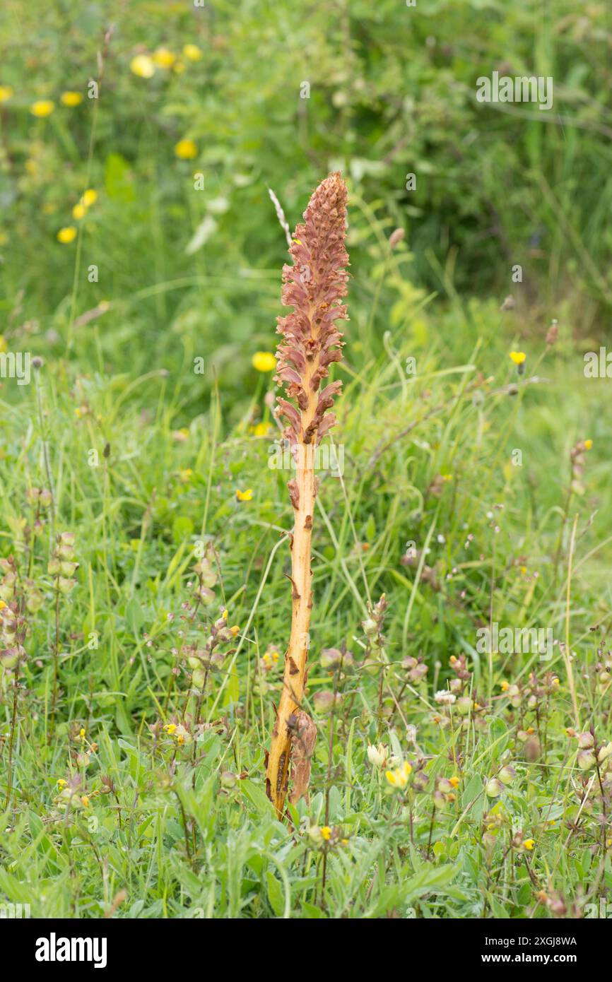 Knapweed Broomrape, Orobanche elatior, grande punta a fiore singolo alto su Noar Hill, Selborne, Hampshire, Regno Unito, giugno Foto Stock