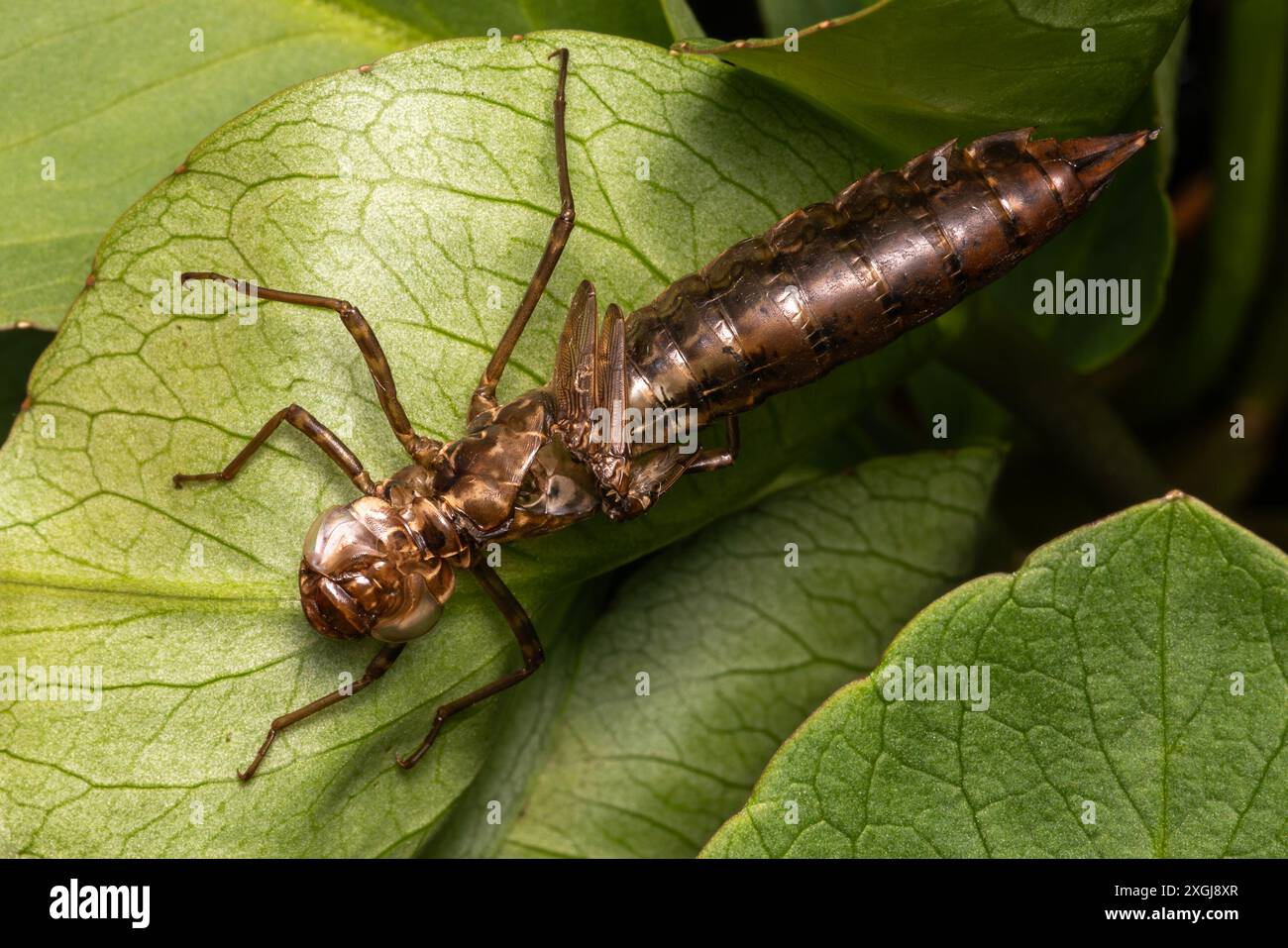 La pelle di esoscheletro vuota della libellula dell'Imperatore (Anax imperator) della femmina, foto di scorta immagine della natura Foto Stock