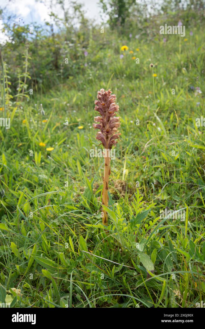 Knapweed Broomrape, Orobanche elatior, punta a fiore singolo, grandangolo che mostra l'habitat a Noar Hill, Selborne, Hampshire, Regno Unito, giugno Foto Stock