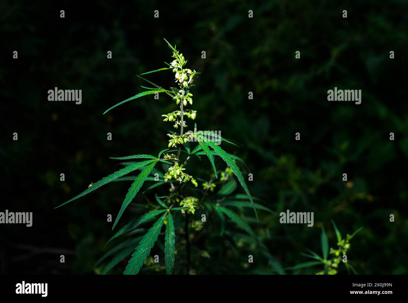 La cannabis sativa è una pianta erbacea annuale in fiore. Originaria dell'Asia orientale, la pianta è ora di distribuzione cosmopolita a causa della coltivazione diffusa. È stato coltivato nel corso della storia registrata ed è utilizzato come fonte di fibre industriali, olio di semi, cibo e medicina. È anche usato come droga ricreativa e per scopi religiosi e spirituali. Tehatta, Bengala Occidentale, India. Foto Stock