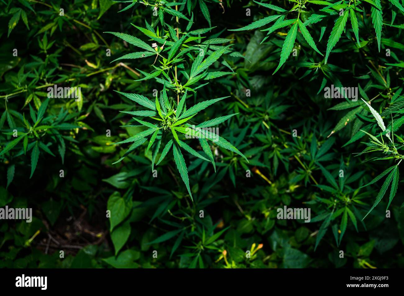 La cannabis sativa è una pianta erbacea annuale in fiore. Originaria dell'Asia orientale, la pianta è ora di distribuzione cosmopolita a causa della coltivazione diffusa. È stato coltivato nel corso della storia registrata ed è utilizzato come fonte di fibre industriali, olio di semi, cibo e medicina. È anche usato come droga ricreativa e per scopi religiosi e spirituali. Tehatta, Bengala Occidentale, India. Foto Stock